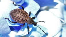 Kompakter Dickmaulrüssler (16).jpg